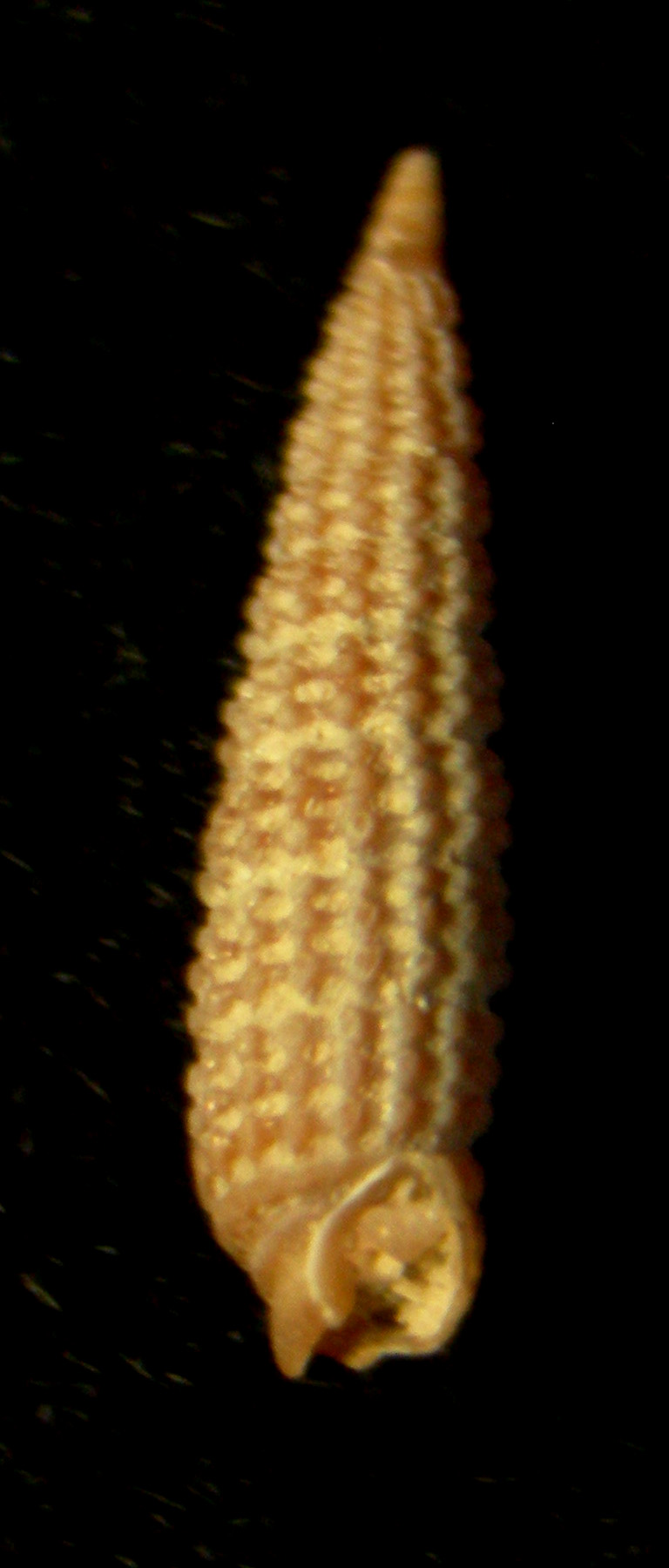 Cerithiopsis tubercularis